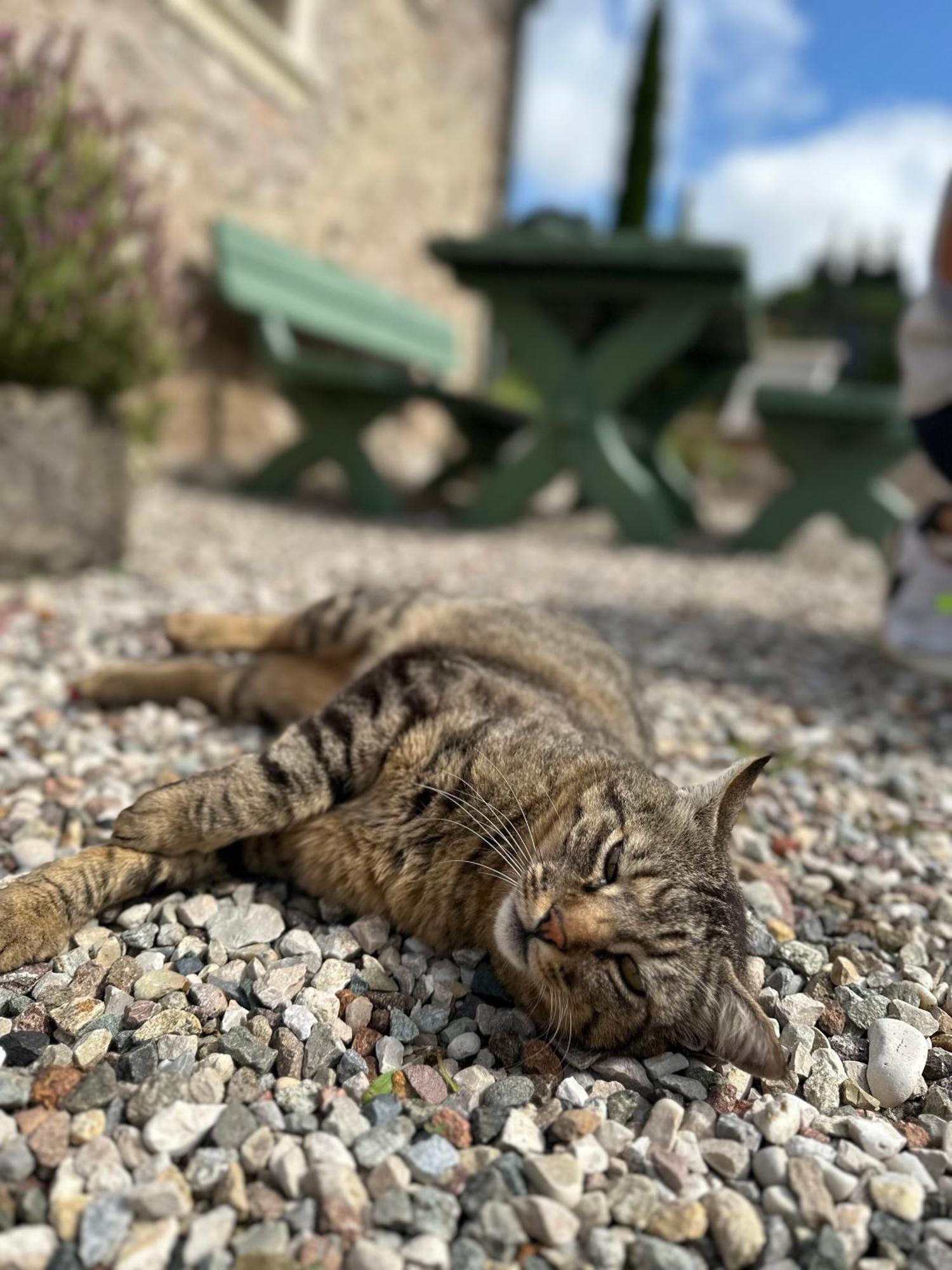 Ca Nova Agriturismo Castellaro  외부 사진